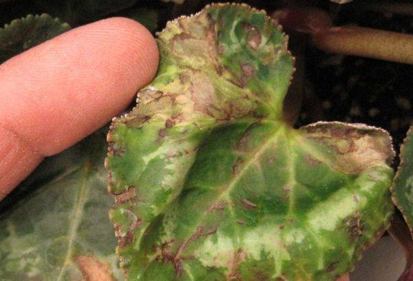 Cyclamen maladies et ravageurs