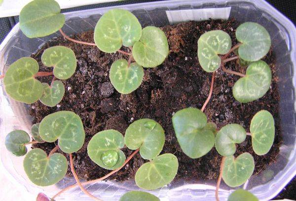 La propagation des semences