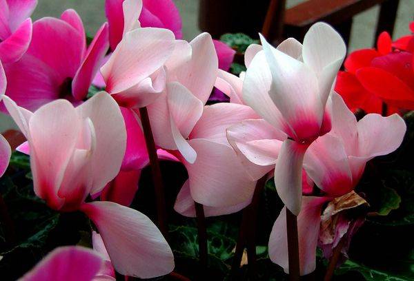 Bourgeons de cyclamen