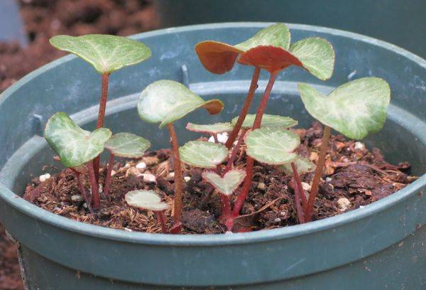 Culture de cyclamen à partir de graines