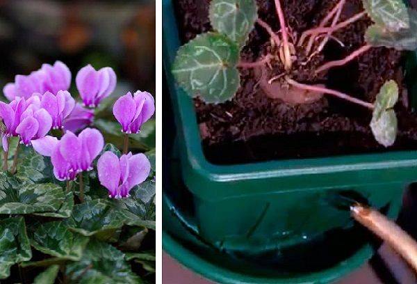 Arroser une fleur à travers une palette