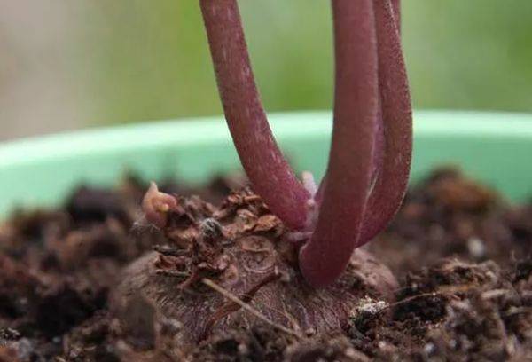 Ampoule lors du remplacement du cyclamen