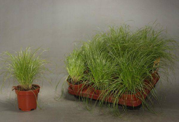 Cultiver Cyperus à partir de graines