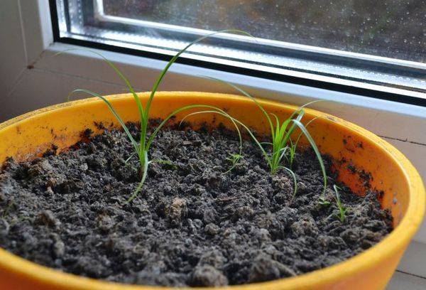 Cyperus en croissance