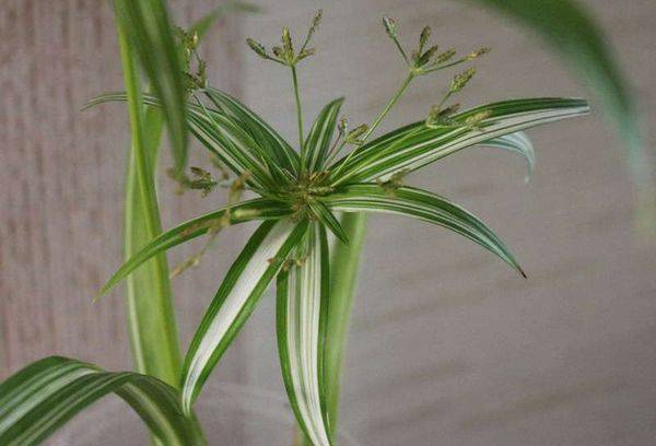 Cyperus Umbrella