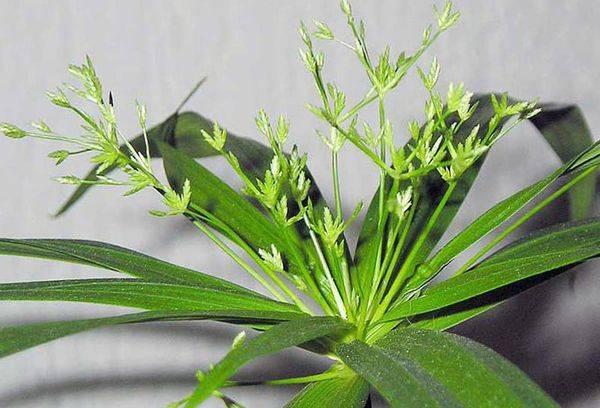 Cyperus tentaculaire