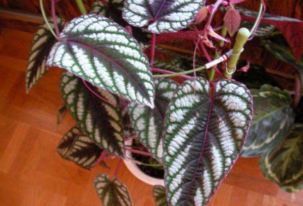 Cissus multicolore (décoloré)