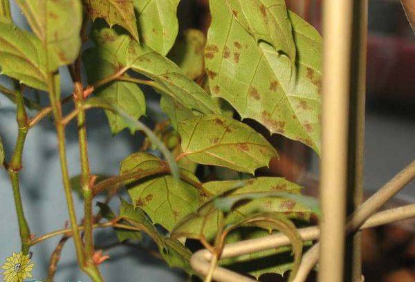 Feuilles de cissus jaunies