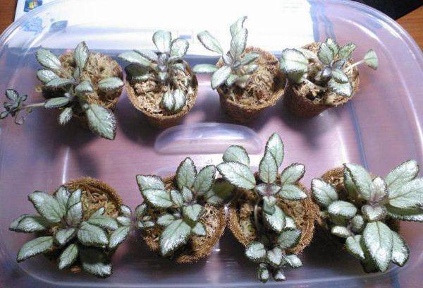 Description de la reproduction