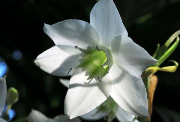 Eucharis a de grandes fleurs