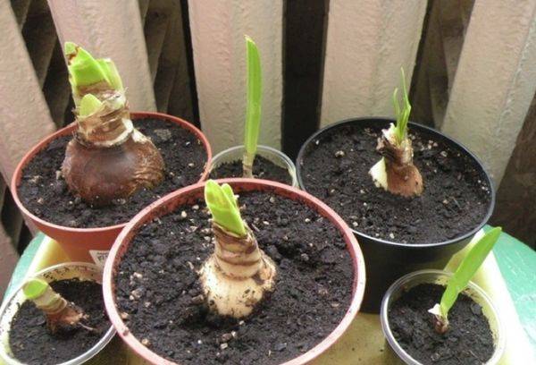 Elevage de lis d'Amazonie