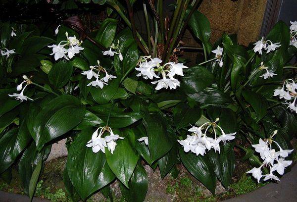 Eucharis délicats et élégants