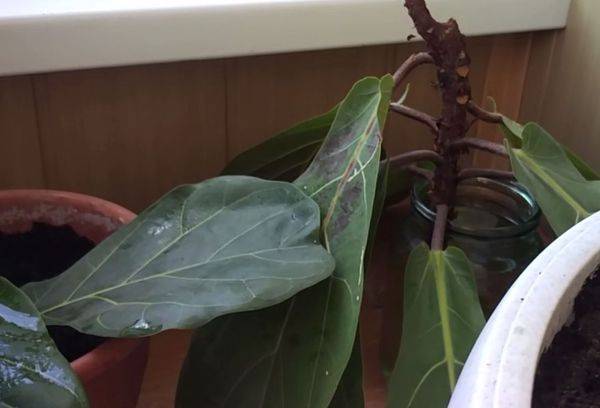 Propagation de ficus