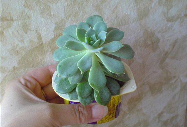 Echeveria