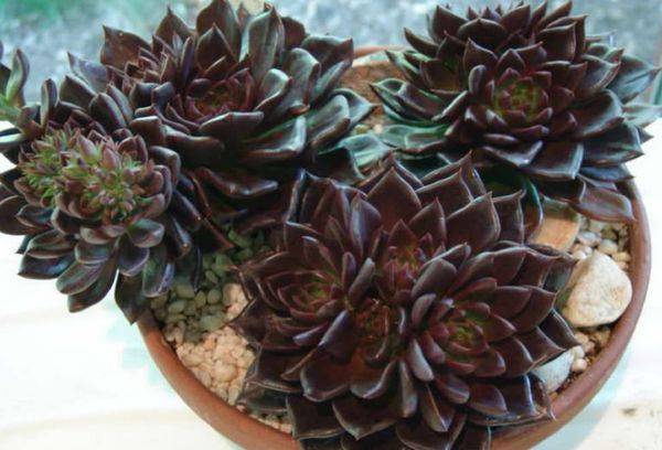 Pierre rose prince noir