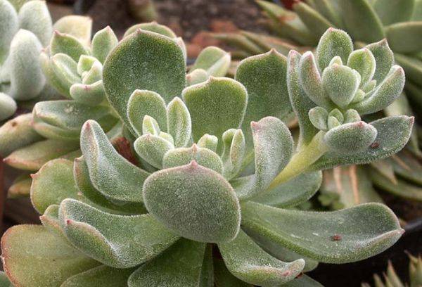 Echeveria pulvinate (coussin)