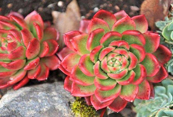 Echeveria Giva Brillant