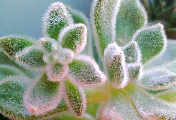 Bruissement Echeveria