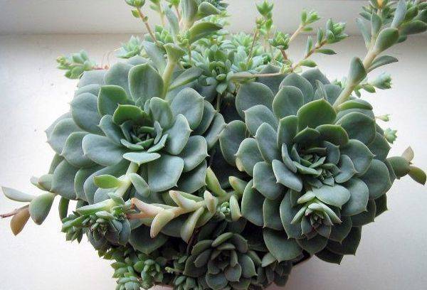 Echeveria couleur bosse