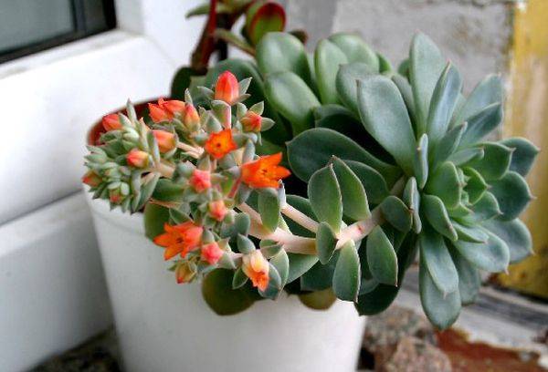 Echeveria gracieuse