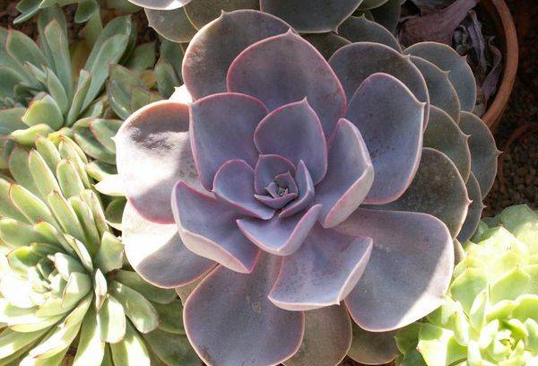 La perle de Nuremberg