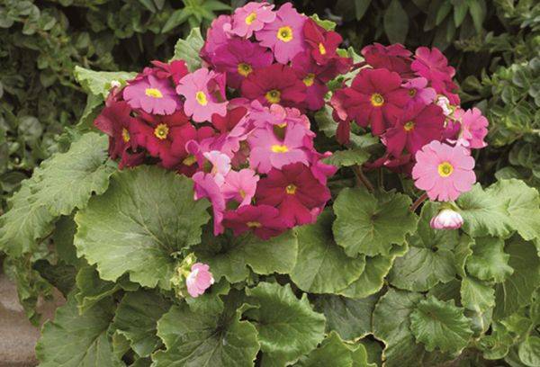 Conique inverse primitive