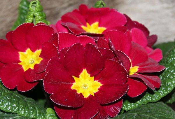 Primrose est mutable