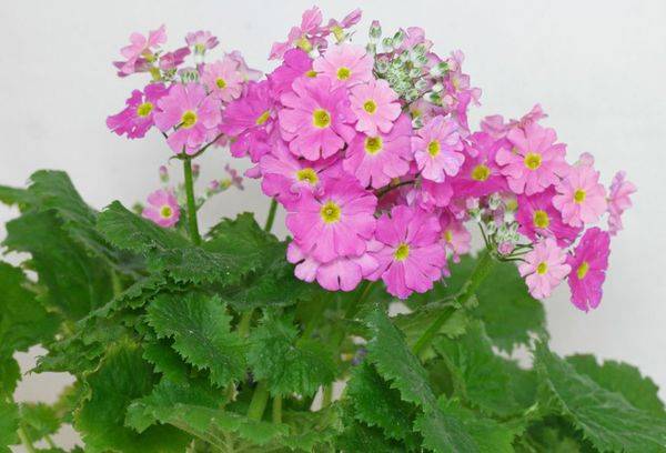 La primevère est douce