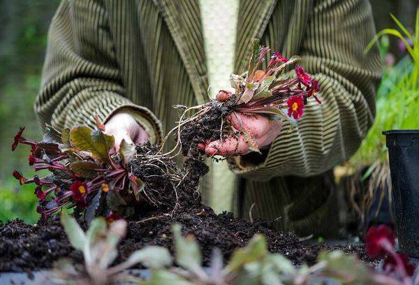 Reproduction de primevère en divisant la brousse