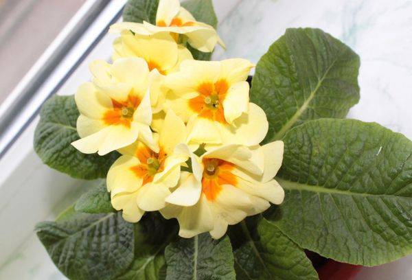 Primrose ordinaire (sans tige)