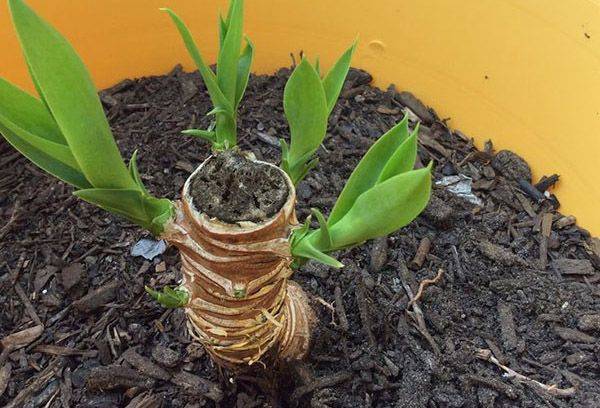 Nouveaux choux sur un vieux tronc de Yucca