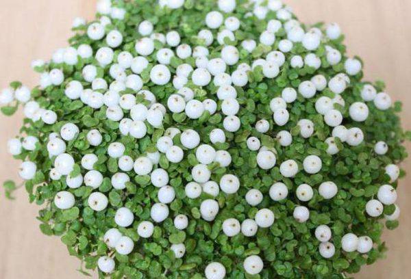 Mélange Nertera Grandesis