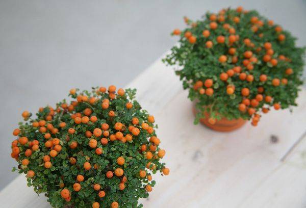 Mousse de corail Nertera