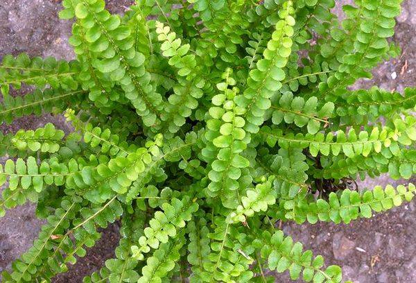 Cœur de Néphrolépis