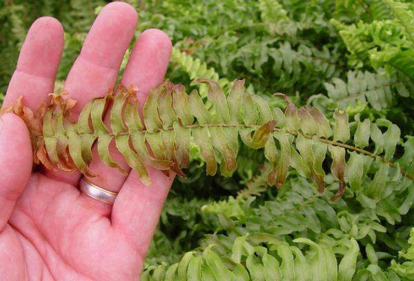 Maladie de Nephrolepis