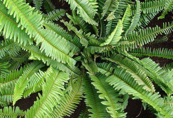 Néphrolépis Xiphoïde