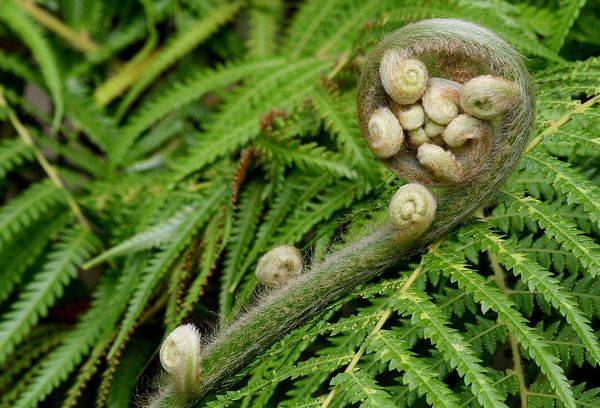 l'émergence de nouveaux wai Nefrolepis