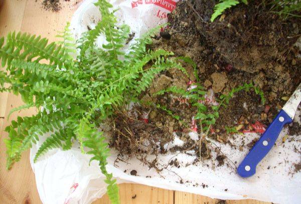 Reproduction de Nephrolepis