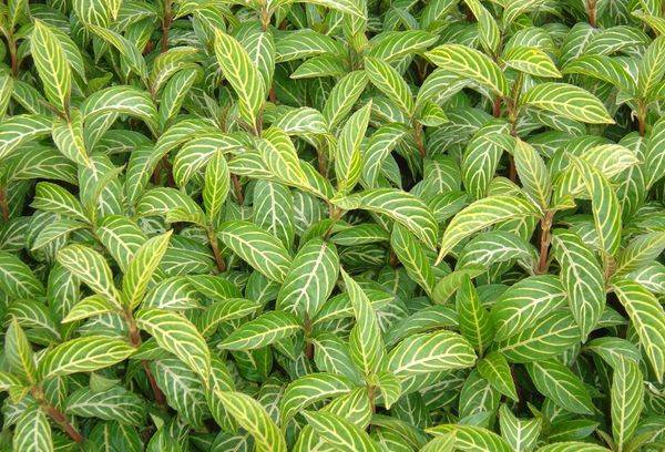 Sanchezia à fines feuilles