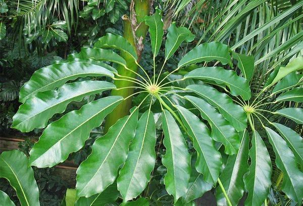 Le rayonnement de Scheffler