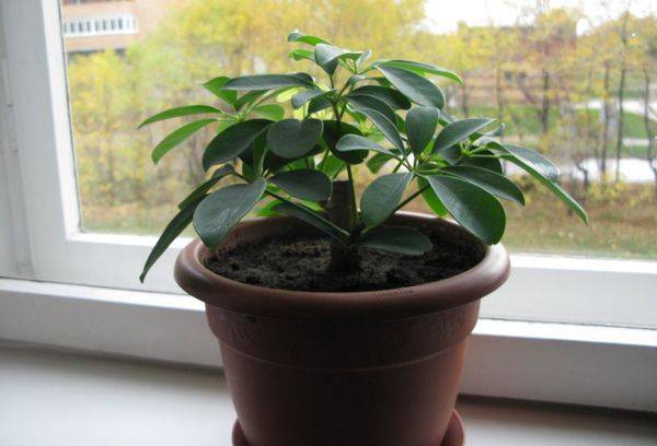 Parapluie brésilien