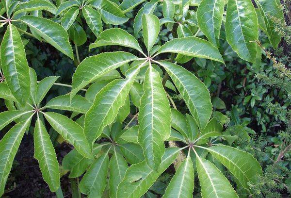 Scheffler à huit feuilles