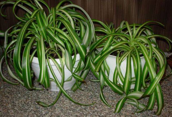 Chlorophytum crested (Bonnie)