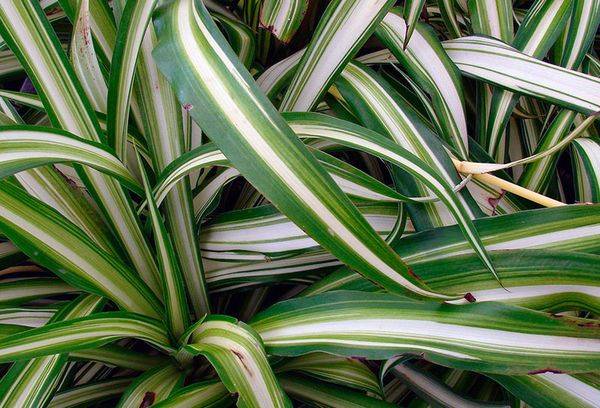 Vittatum à crête Chlorophytum