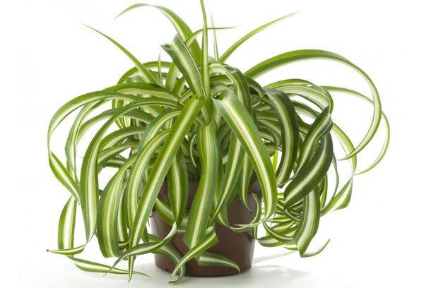 Mandaianum à crête chlorophytum