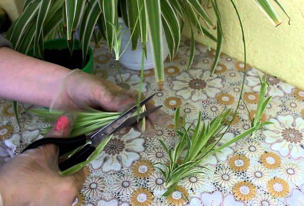 Transplantation et reproduction de Chlorophytum