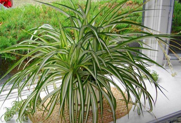 Maculatum à crête de chlorophytum