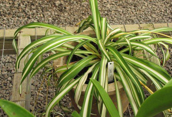 Culture de chlorophytum