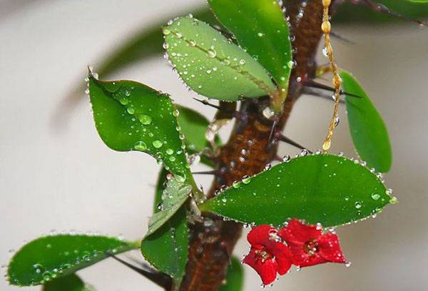 Brillant d'asclépiade en fleurs