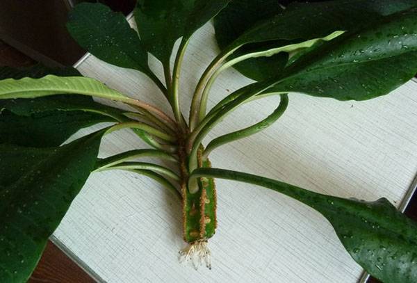 Enracinement du sommet de l'asclépiade à veine blanche